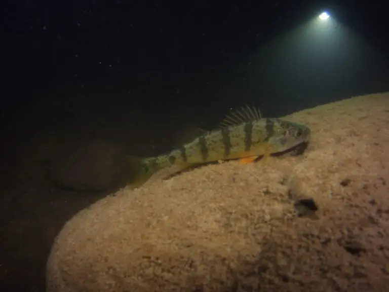 Night Dive